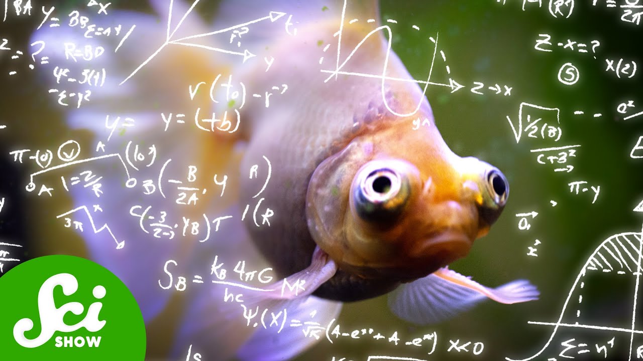 Turns Out Fish Can Count