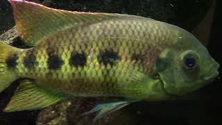 Spotted Tilapia Up Close