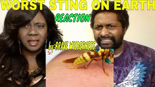 Brave Wilderness - Worst Sting on Earth REACTION!
