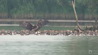 Eagle kills goose #Biesbosch 08 2021