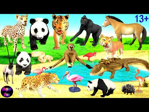 , title : 'Animals - Tiger Leopard Alligator Panda Gibbon Macaque Chiru Python Przewalski's Horse 中国动物 13+'