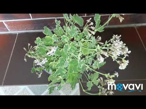 Душистая пеларгония p. Fragrans variegatum