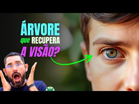 Chapéu-de-Sol: Essa árvore pode controlar sua glicemia, proteger seus rins e recuperar sua visão