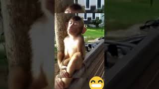 Download lagu funny video ( monyet ngantuk ) #shorts #youtubeshorts #tiktok #funny mp3