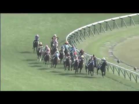 2018.10.28 2yo Newcomer (JPN) - Citrus no Kiseki