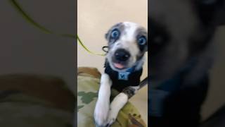 “Happiness is a warm puppy.”       #cuteanimals #fox #happiness #fyp #fy #puppy #puppiesoftiktok