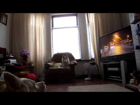 Nishka & Saachi howling