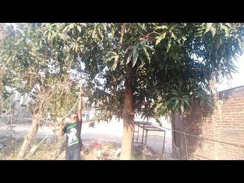 TUTORIAL NYOLONG ( MALING ) PELEM ( MANGGA ) BY ANDIKASU