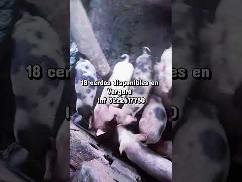 Se venden 18 cerdos ubicados en Vergara cundinamarca