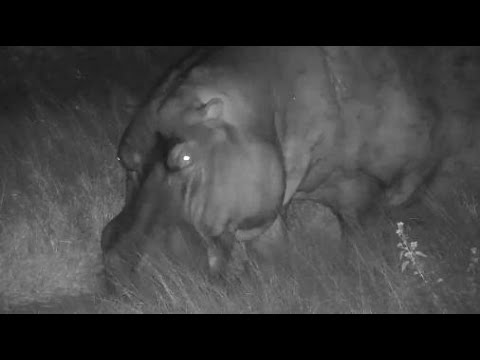 Djuma: Hippo out feeding - 03:14 - 05/14/20