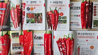 2024년 고추품종 쉽게 고르는 방법 #고추우수품종 #고추모종 #고추종자 #고추재배