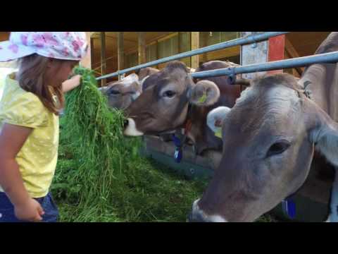 Video 27 aus  Schädlerhof