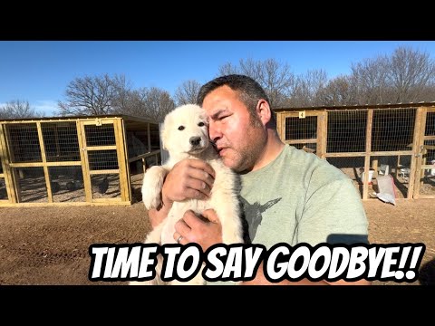 The True Cost of Farm Life: Endless Hours and Heartbreak”