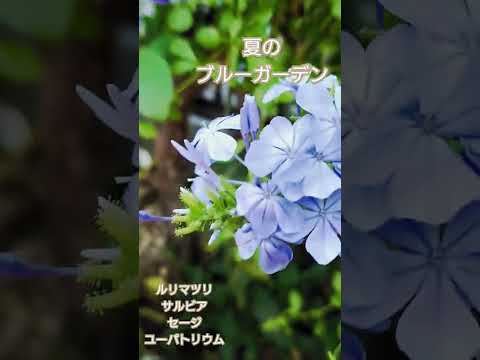 低木バラ 'ポスティリオン' 植物