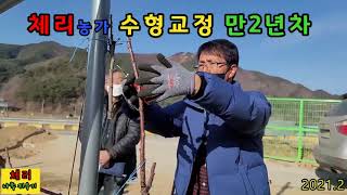2021체리농가 수형교정 만2년차