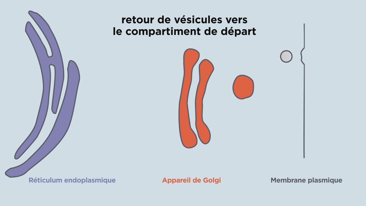 MOOC côté cours : L'appareil de Golgi, le transport vésiculaire