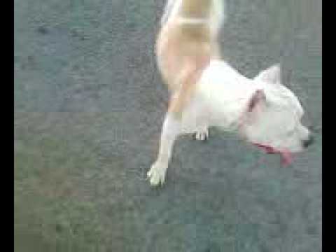 juan carlos asustado x satan