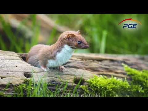 Konferencja prasowa Wisła Sandomierz - CHEŁMIANKA 2:2(1:2)