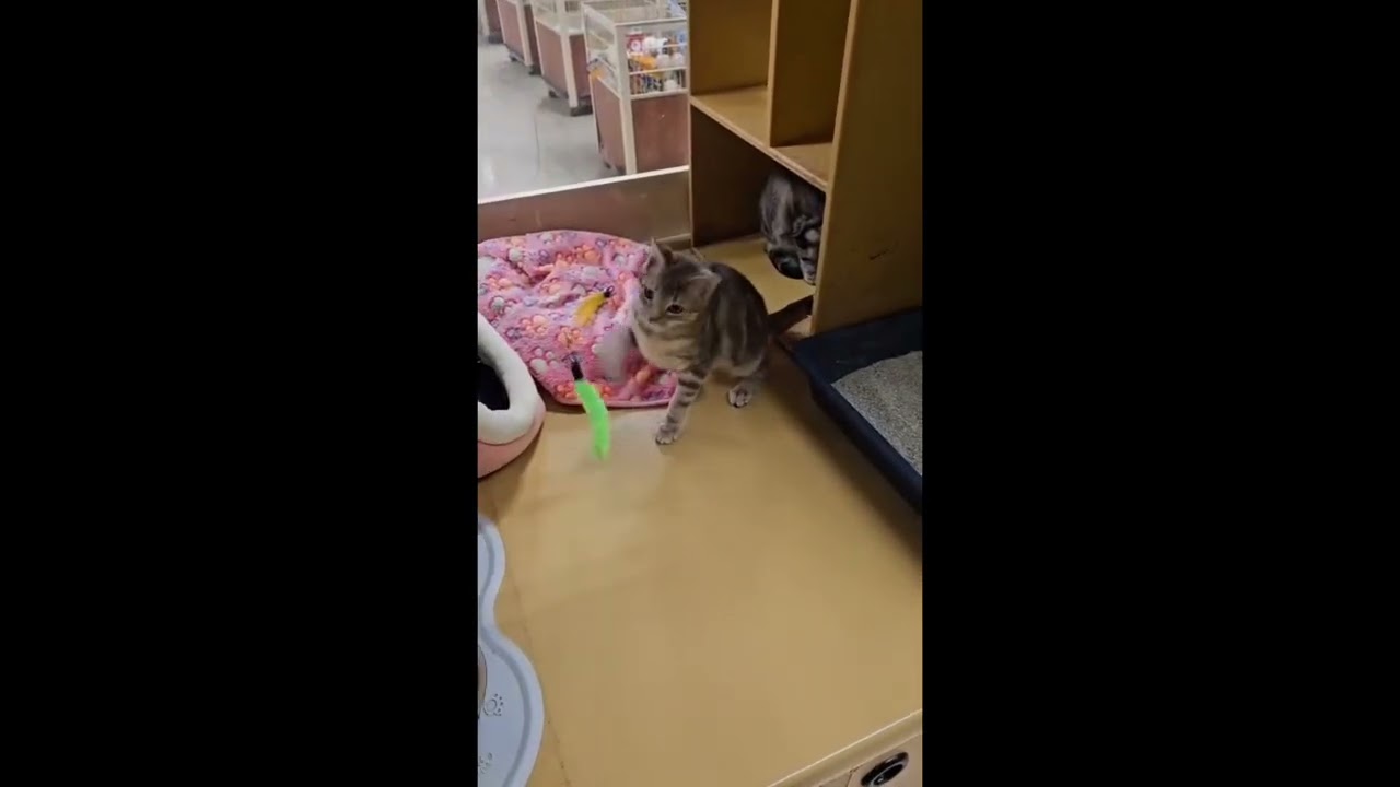 Enlarge Evie, an adopted mixed breed in Brampton, ON video 6/6