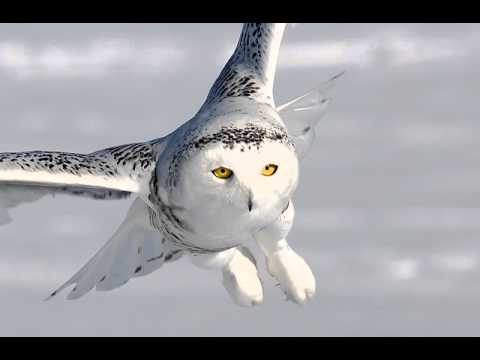 Sova snežná (Bubo scandiacus) — samica a húkajúci samec