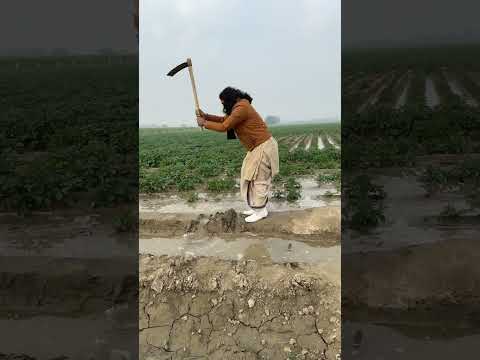 भरी सर्दी में गौशाला के खेतों में पानी लगाते हुए महाराज जी