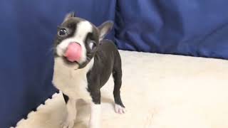 ボストンテリアの動画01