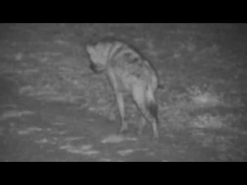 Djuma: Lone Hyena known as Corky - 03:01 - 12/02/19
