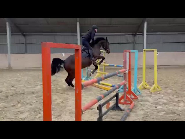 Castrone Zangersheide In vendita 2021 Baio ,  IMAGINATION VAN ‘T WINKENSHOF Z