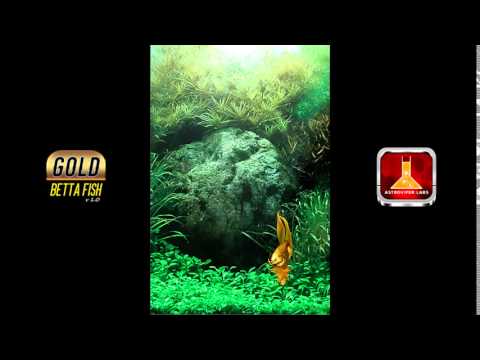 Gold Betta Fish Live Wallpaper Video