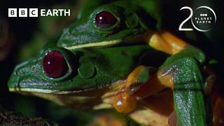 Gliding Leaf Frogs Leap from Treetops to Breed | 20 Years of Planet Earth | BBC Earth