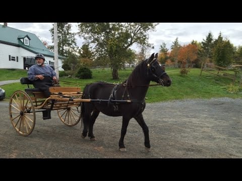 Nova Scotia horse and buggy rides aren't just things of the past