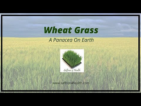 Saffron4health wheatgrass powder, non prescription