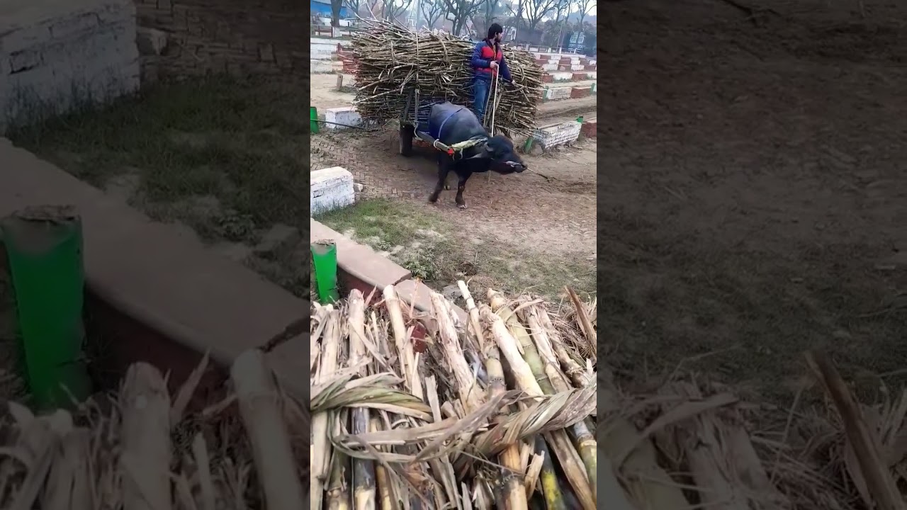 full loaded sugarcane cart in sugermil#kisan channel dheeraj dhillon