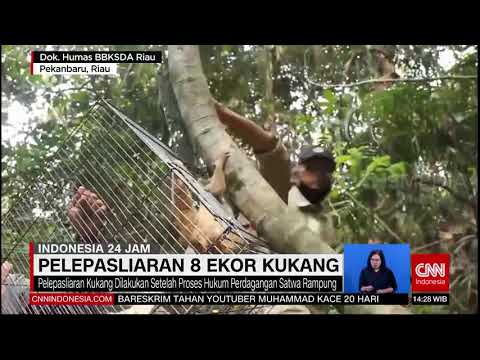 Pelepasliaran 8 Ekor Kukang | REDAKSI (26/08/21)