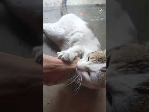 My Cat hate being rubbed at belly.