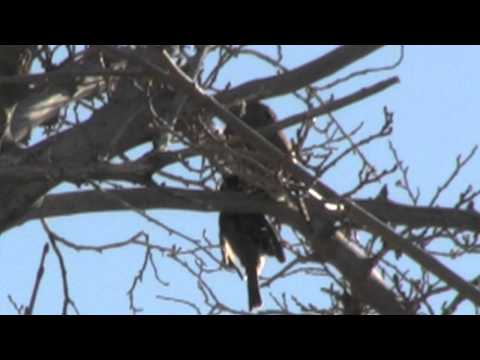 Kuvíček gnoma — Mountain Pygmy-Owl