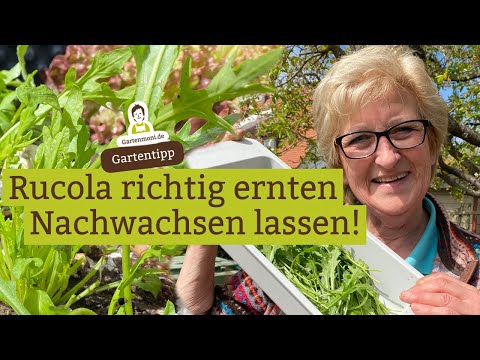 Harvest arugula properly, and it will grow back! Regrowing arugula