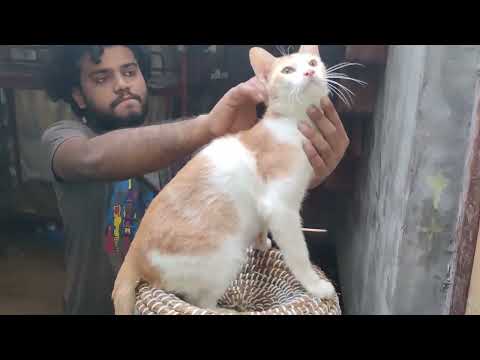 Watch the rescued babies at ALB Animal Shelter by Dipanwita Ridi  enjoying their new beginning.