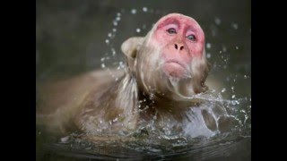 Tiger Lou - The Sound of Crickets