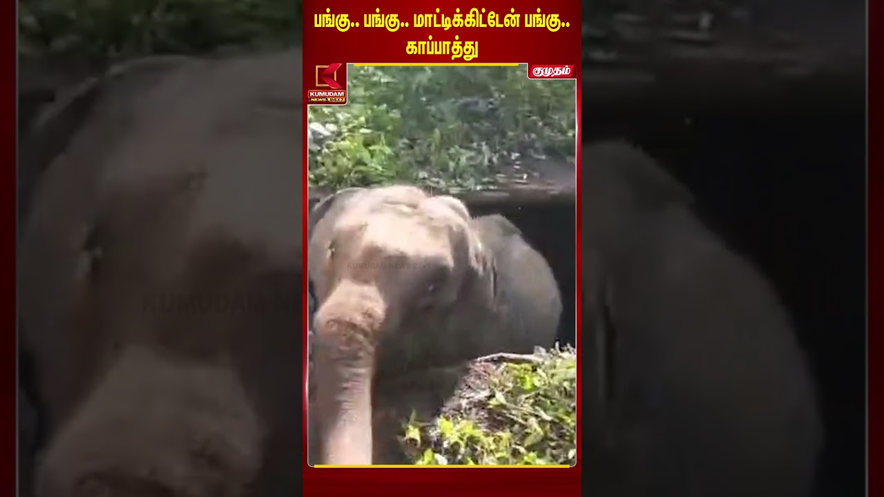 தொட்டிக்குள் மாட்டிக்கொண்டு வெளிவர முயற்சிக்கும் வைரல் வீடியோ | Kerala | Elephant | Kumudam News