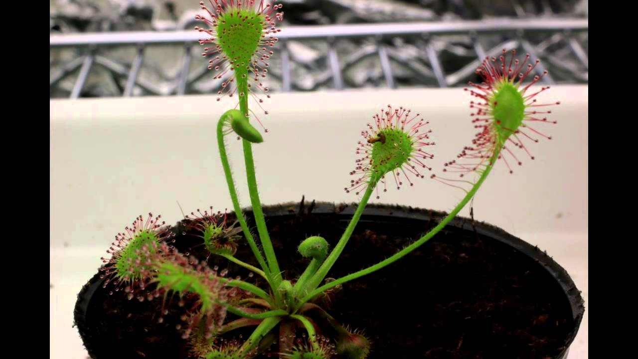 Drosera rotundifolia time lapse - YouTube
