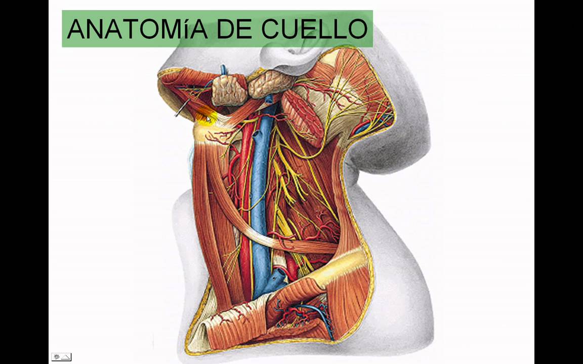 CIRUGÍA DE CUELLO 1
