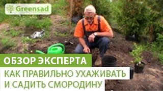 Посадка весной смородины в открытый грунт саженцами