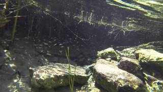 preview picture of video 'Visión subacuática de bonita charca en Almadenes en el Río Segura'