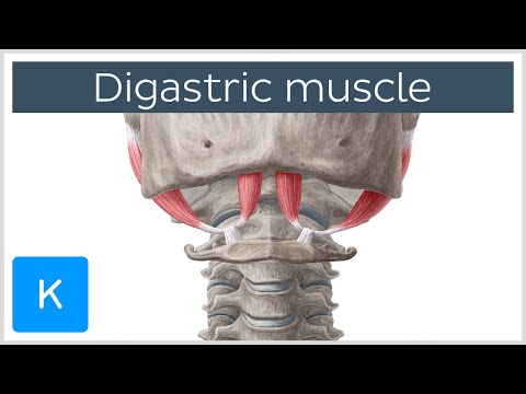 Digastric muscle - Origin, Insertion, Innervation & Function - Anatomy | Kenhub