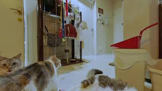 【VR180】我が家の猫たちのマタタビパーティー
