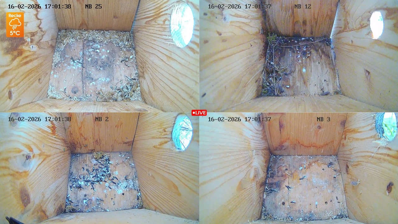 Live webcam view of Caja nido de carbonero en Recke