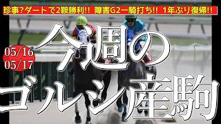 今週のゴールドシップ産駒 (05/16,17)【珍事?ダートで2鞍勝利!! 障害G2一騎打ち!! 1年ぶり復帰!! ／ゴールデンスロープほか】