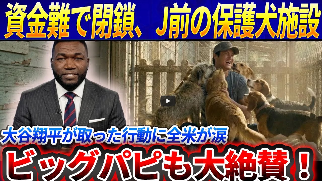 【全米騒然】閉鎖寸前の保護犬施設で大谷翔平が見せた“誰も知らなかった行動”に世界が泣いた! ビッグパピも大絶賛！