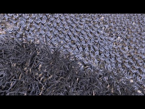 8 000 Giant Ogres VS 10 000 Dragons _ Ultimate Epic Battle Simulator 2! UEBS 2